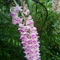 Rhynchostylis retusa (L.) Blume