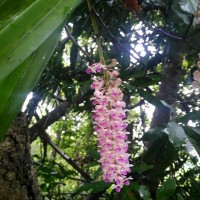 Rhynchostylis retusa (L.) Blume