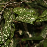 Dracaena surculosa Lindl.