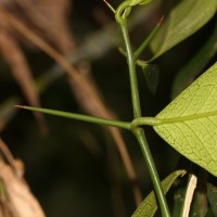 Atalantia ceylanica (Arn.) Oliv.