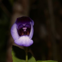 Torenia travancorica Gamble