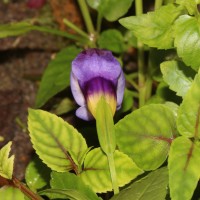 Torenia travancorica Gamble