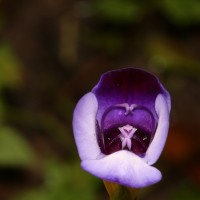 Torenia travancorica Gamble