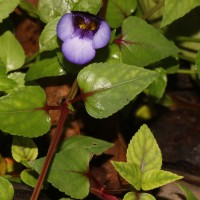 Torenia travancorica Gamble