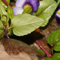 Torenia travancorica Gamble