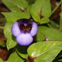 <i>Torenia travancorica</i>  Gamble