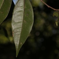 Alphonsea zeylanica Hook.f. & Thomson