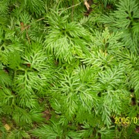 Selaginella involvens (Sw.) Spring
