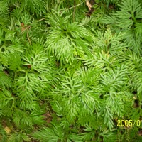 <i>Selaginella involvens</i> (Sw.) Spring