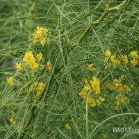 Parkinsonia aculeata L.