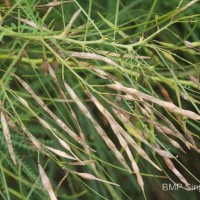 Parkinsonia aculeata L.