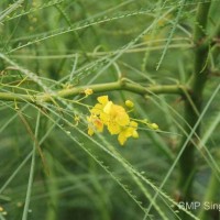 <i>Parkinsonia aculeata</i>  L.