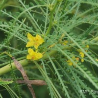 Parkinsonia aculeata L.