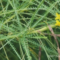 Parkinsonia aculeata L.