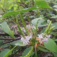 Strobilanthes stenodon C.B.Clarke