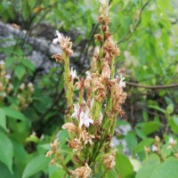 Strobilanthes stenodon C.B.Clarke