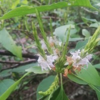 Strobilanthes stenodon C.B.Clarke