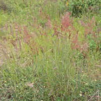 Melinis repens (Willd.) Zizka