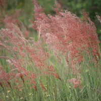 Melinis repens (Willd.) Zizka