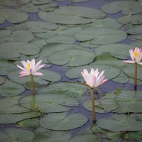 Nymphaea pubescens Willd.