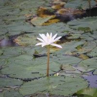 Nymphaea pubescens Willd.