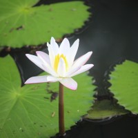 Nymphaea pubescens Willd.