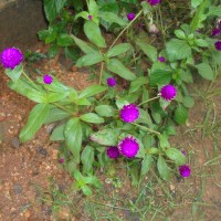 Gomphrena globosa L.