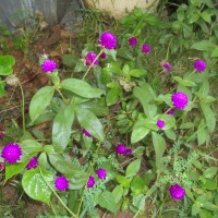 Gomphrena globosa L.