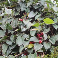 Thunbergia coccinea Wall. ex D.Don