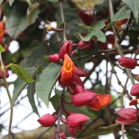 Thunbergia coccinea Wall. ex D.Don