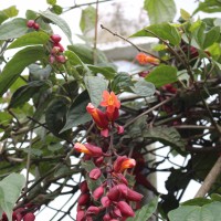 Thunbergia coccinea Wall. ex D.Don