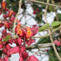 <i>Thunbergia coccinea</i>  Wall. ex D.Don