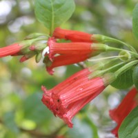 Iochroma fuchsioides (Bonpl.) Miers