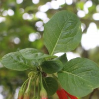 Iochroma fuchsioides (Bonpl.) Miers