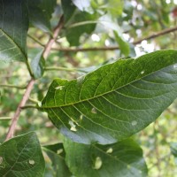 Iochroma fuchsioides (Bonpl.) Miers