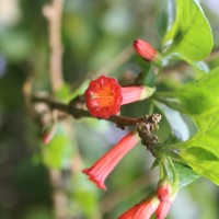 Iochroma fuchsioides (Bonpl.) Miers