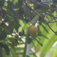 Citrus japonica Thunb.