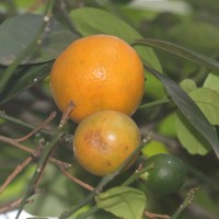 <i>Citrus japonica</i>  Thunb.