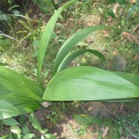 Curculigo trichocarpa (Wight) Bennet & Raizada