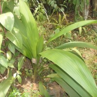 <i>Curculigo trichocarpa</i>  (Wight) Bennet & Raizada