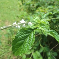 Stachytarpheta cayennensis (Rich.) Vahl