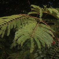 Albizia chinensis (Osbeck) Merr.