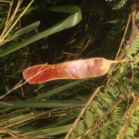 Albizia chinensis (Osbeck) Merr.