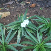 Ruellia simplex C.Wright