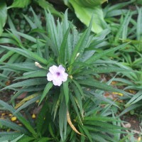 Ruellia simplex C.Wright