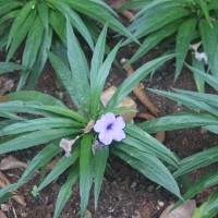 <i>Ruellia simplex</i>  C.Wright