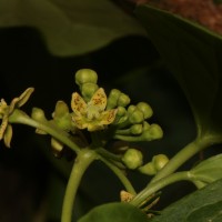 Cosmostigma cordatum (Poir.) M.R.Almeida