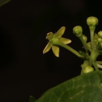 Cosmostigma cordatum (Poir.) M.R.Almeida