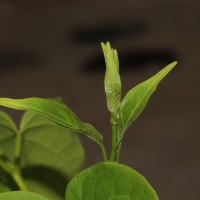 Cosmostigma cordatum (Poir.) M.R.Almeida