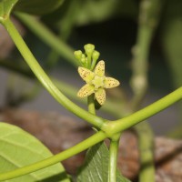 Cosmostigma cordatum (Poir.) M.R.Almeida